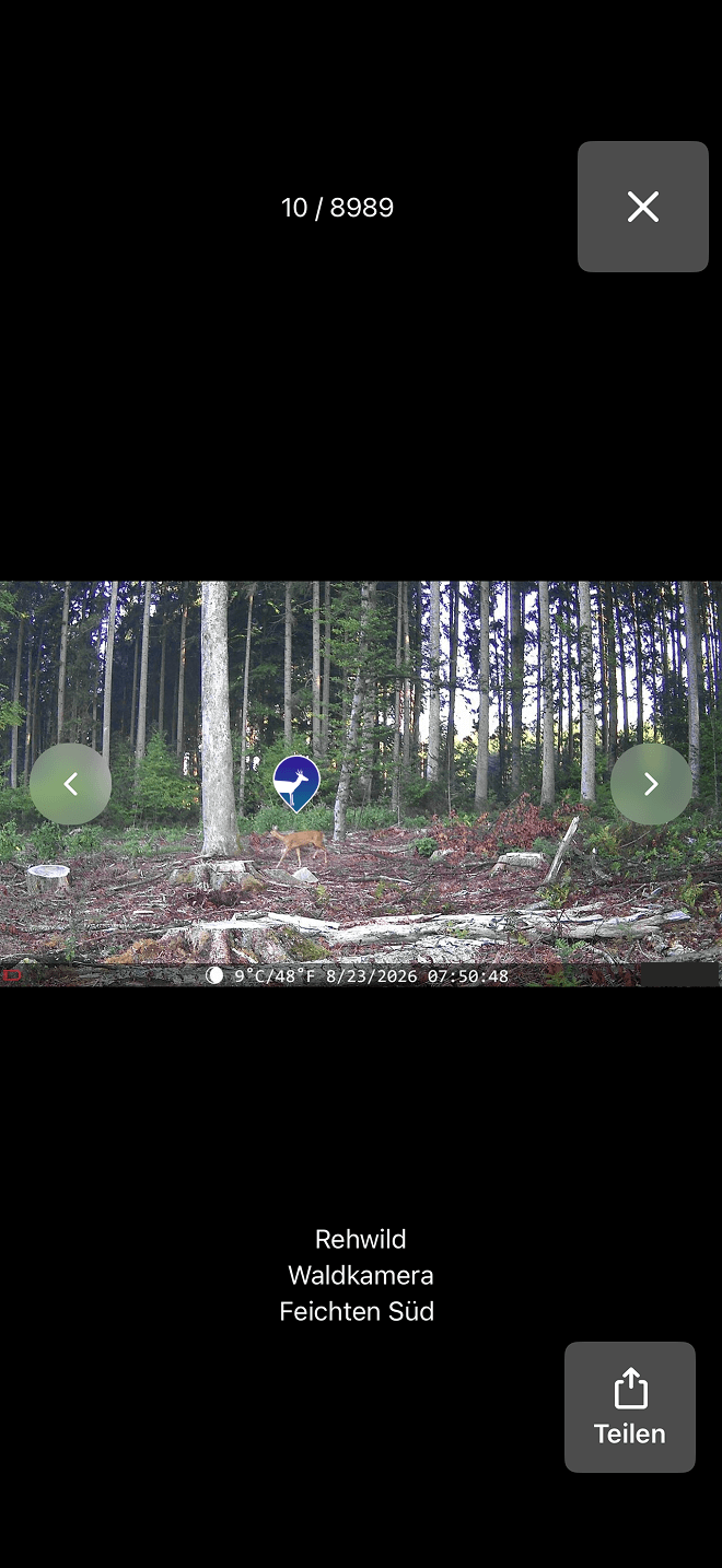Jagdgefährte App mit einem Wildkamerafoto und der erkannten Tierart