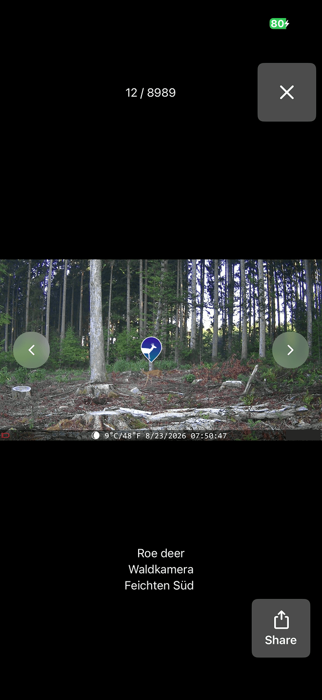 MyHunt app showing a trail camera photo with the detected species labeled