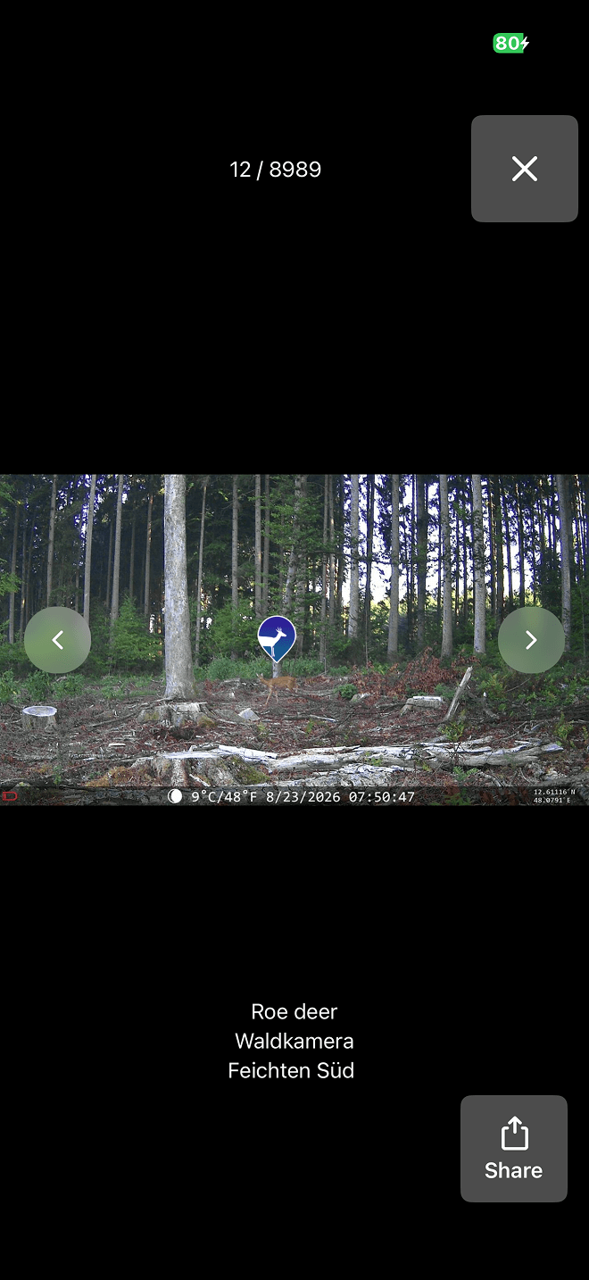App MyHunt mostrando una foto de la cámara con la especie identificada