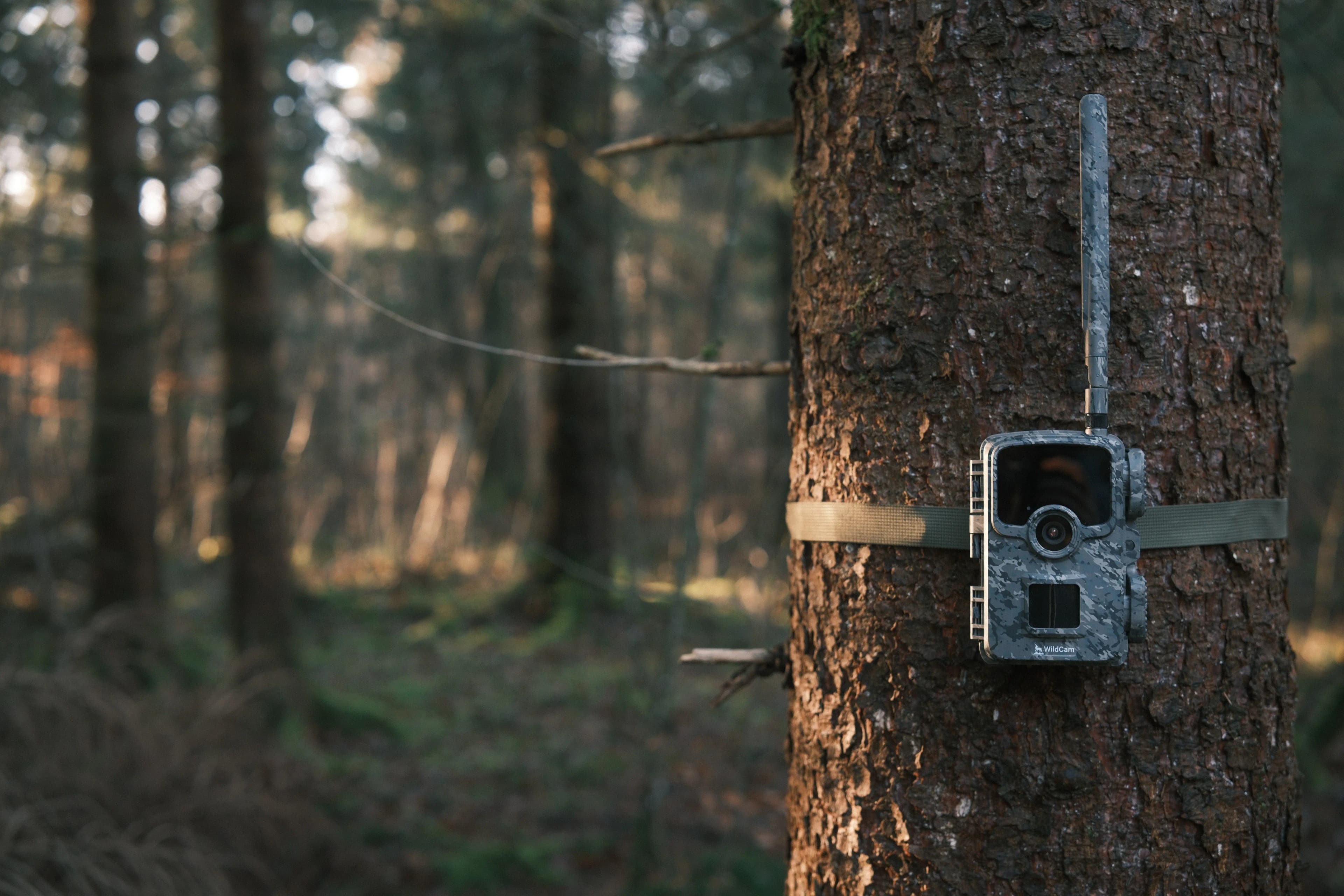 WildCam trail camera strapped to a tree in the forest