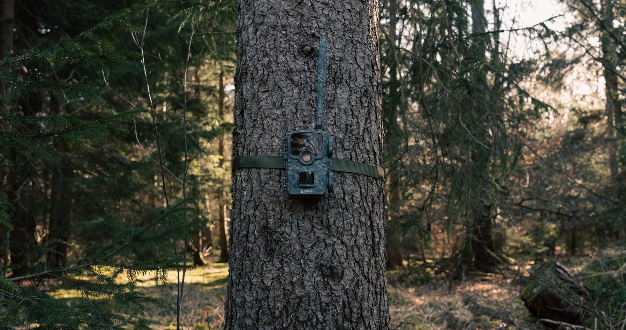 WildCam an einem Baum im späten Nachmittagslicht des Waldes