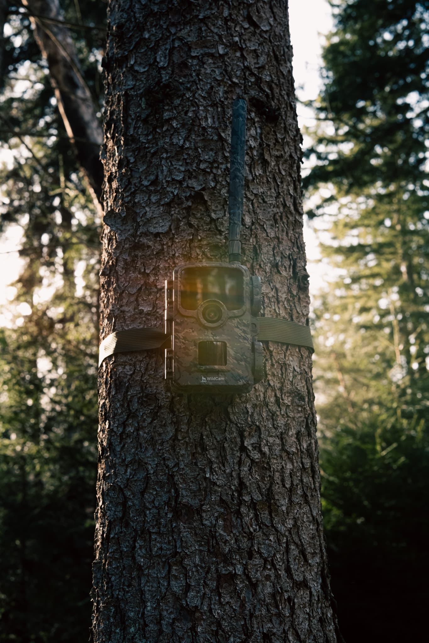 WildCam an einem Baumstamm im Abendlicht