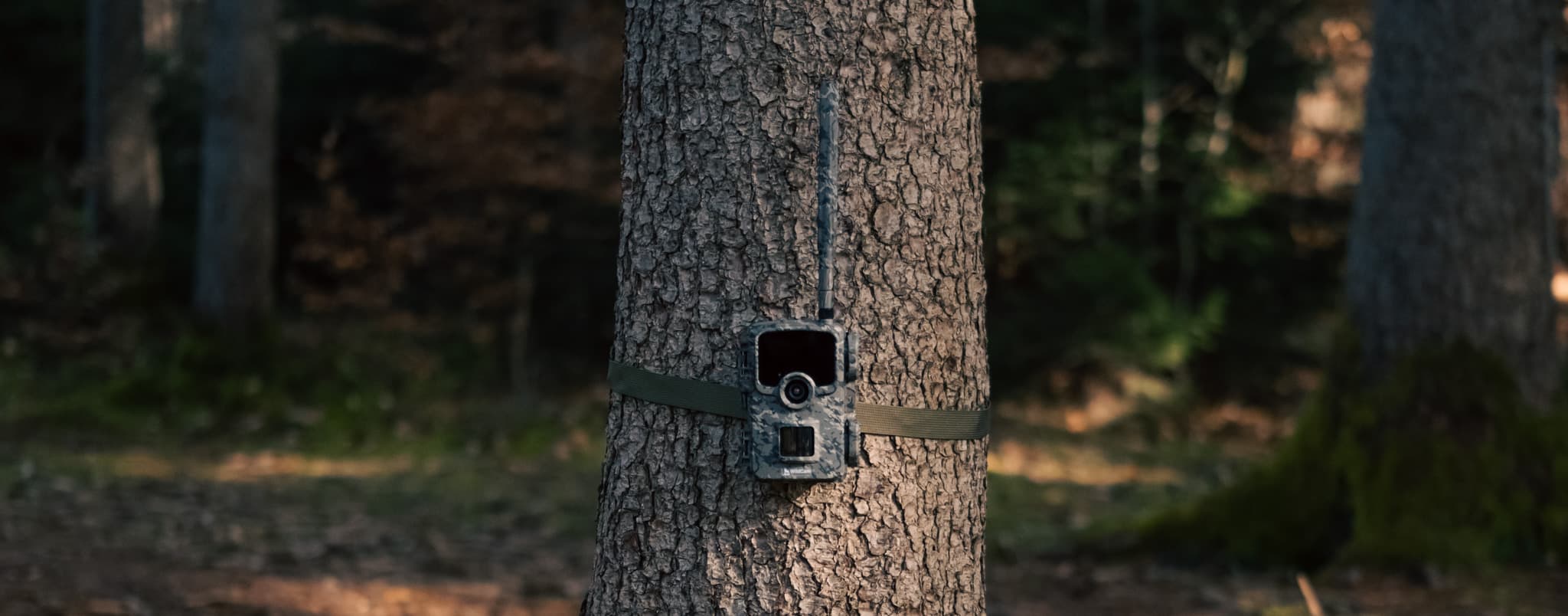 WildCam an einem Baumstamm befestigt im Wald