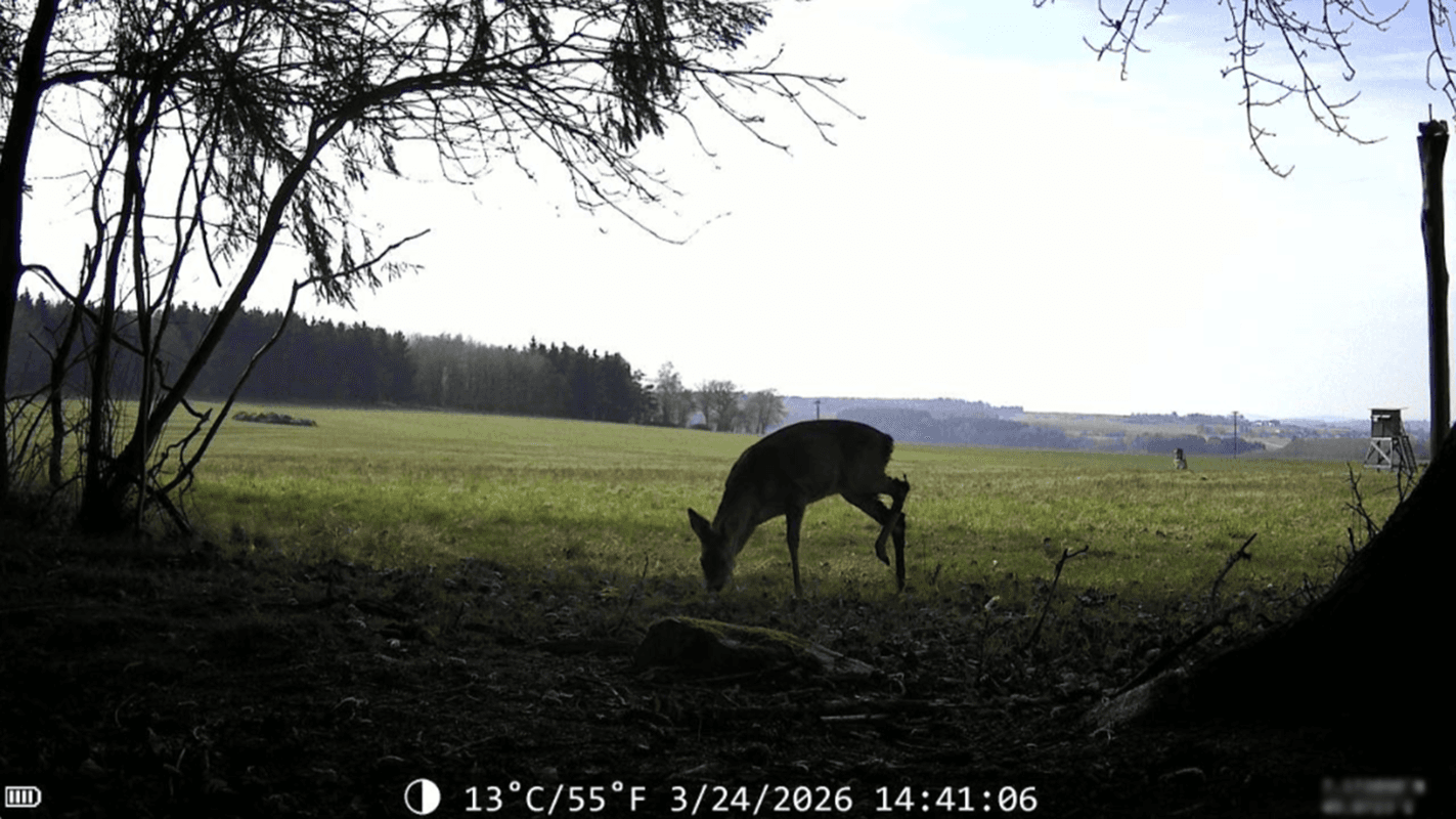 Reh grasend auf einer Wiese am Tag, aufgenommen von WildCam