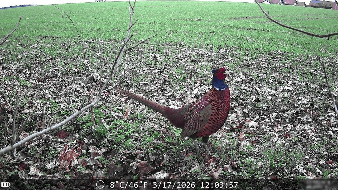 Fasan auf einem Feld, aufgenommen von WildCam