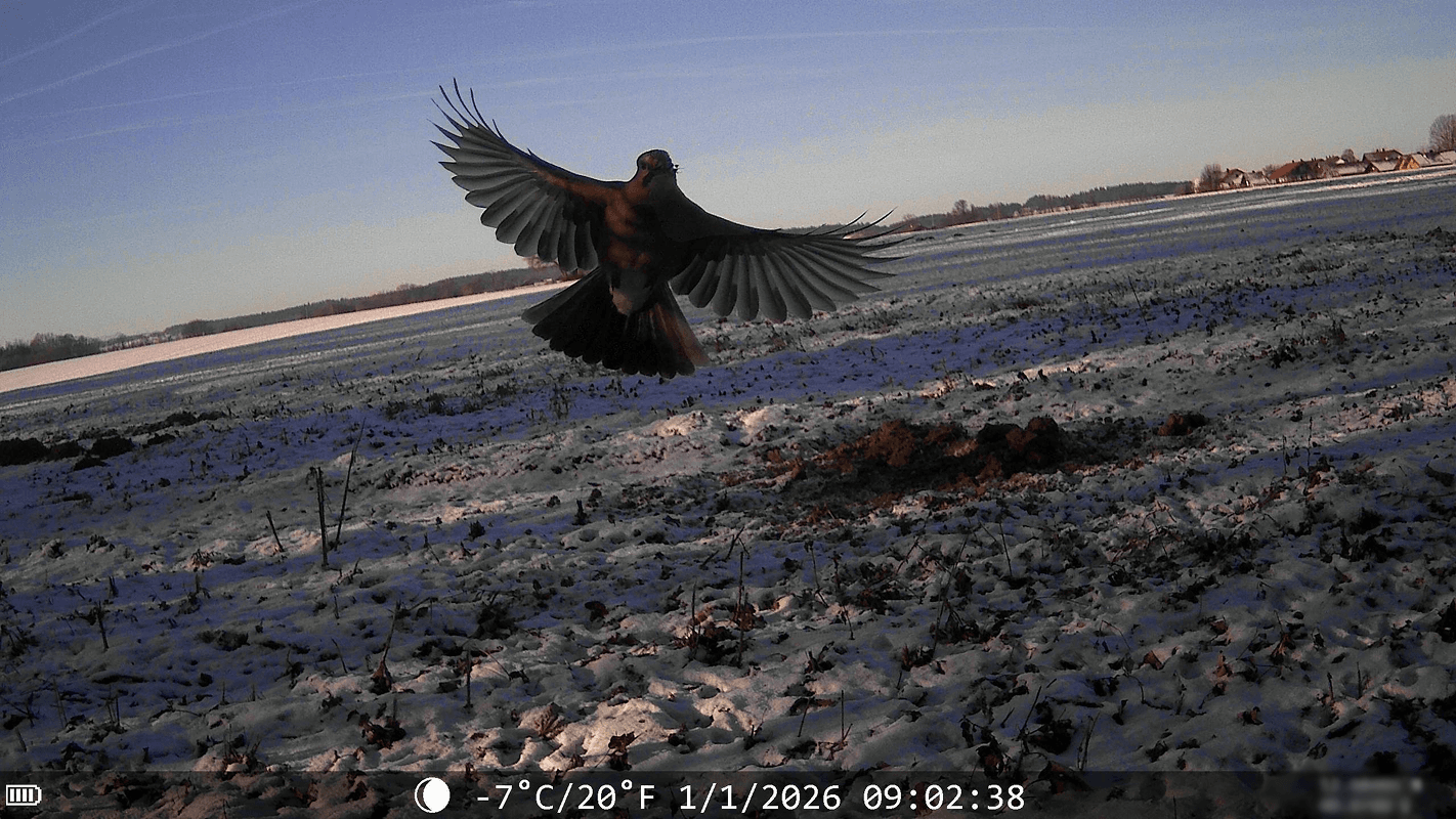 Bird of prey landing in snow, captured by WildCam