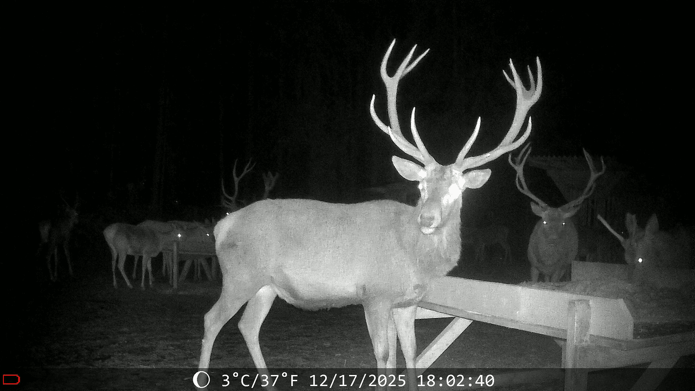 Red deer stag at night in infrared, captured by WildCam