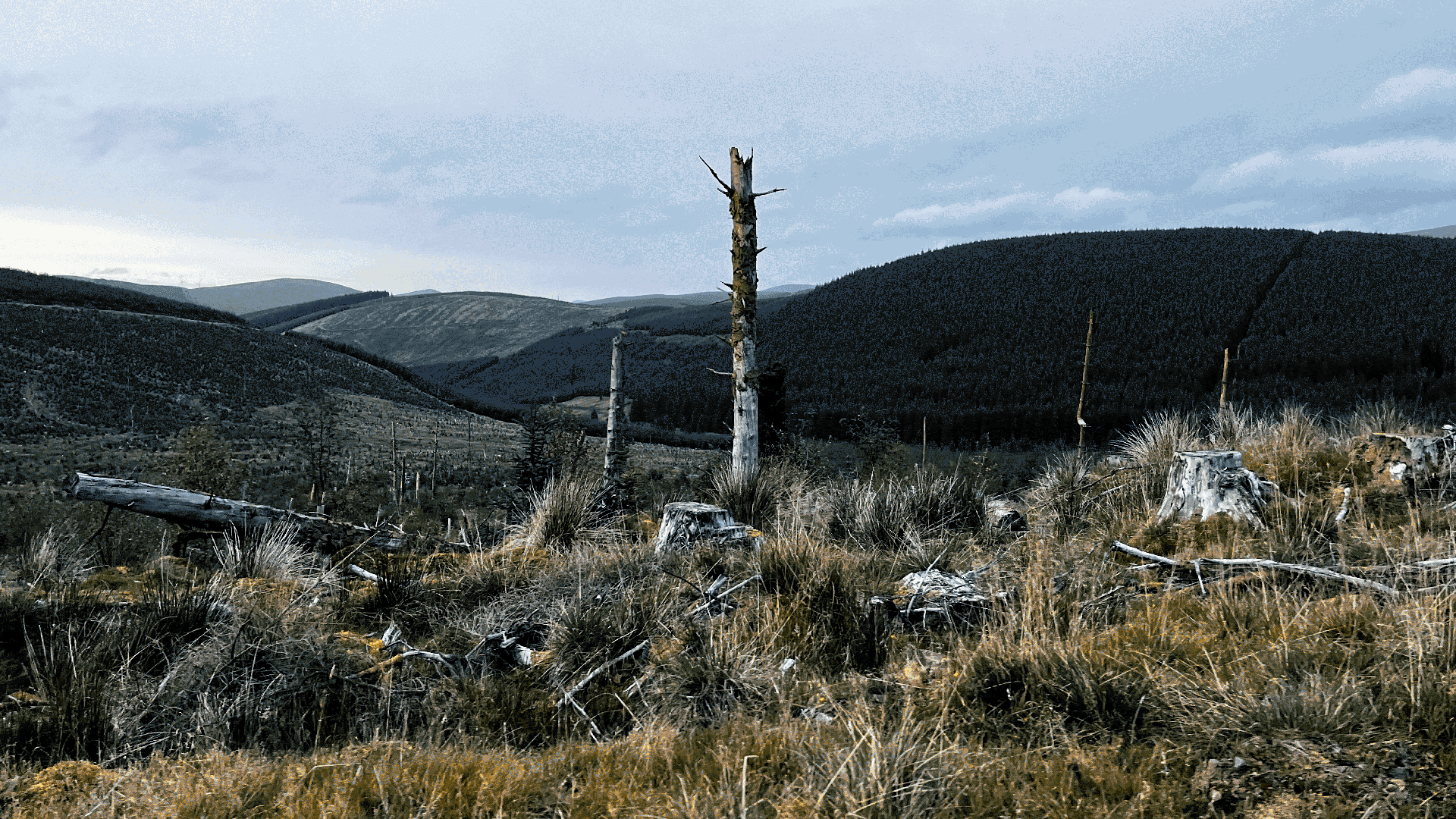 Stalking Sika Stags in the Tweed Valley - Part 1