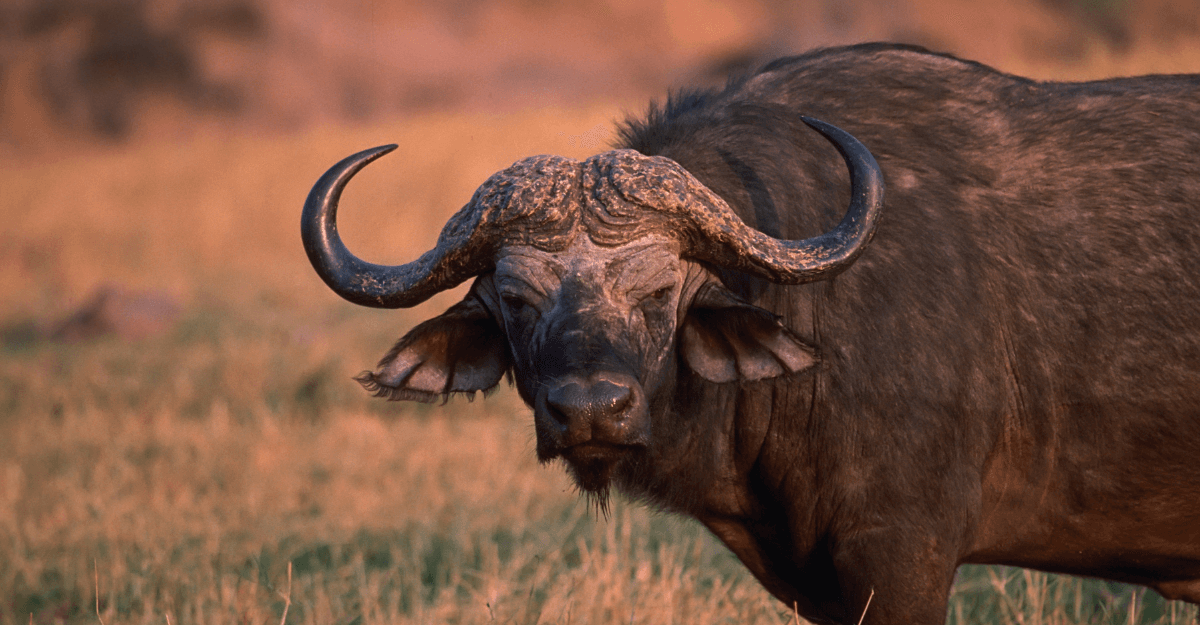 Bucket List Hunts