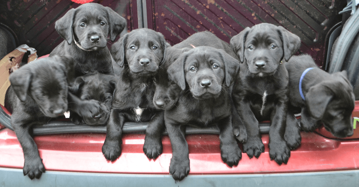 Top 5 Most Popular Shooting & Hunting Dogs