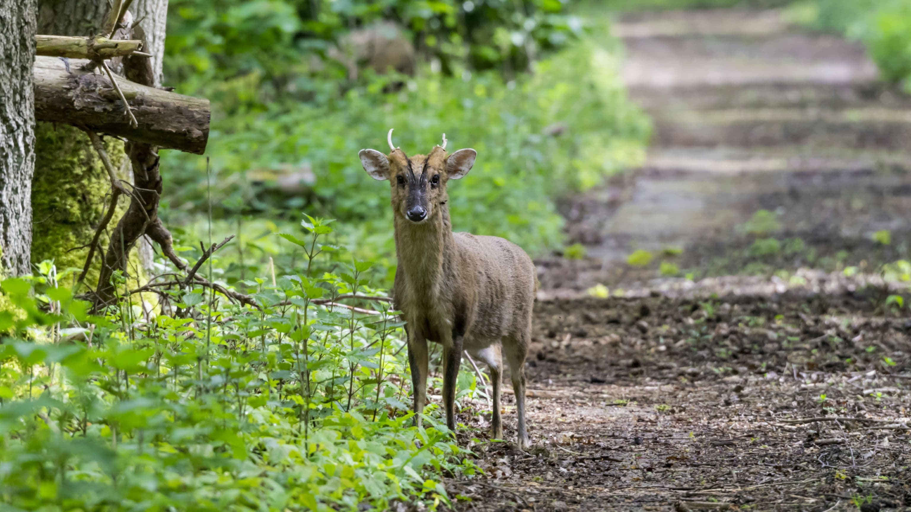 PRO Member Prize Winner Vinz's Muntjac and Chinese Water Deer Hunting Trip