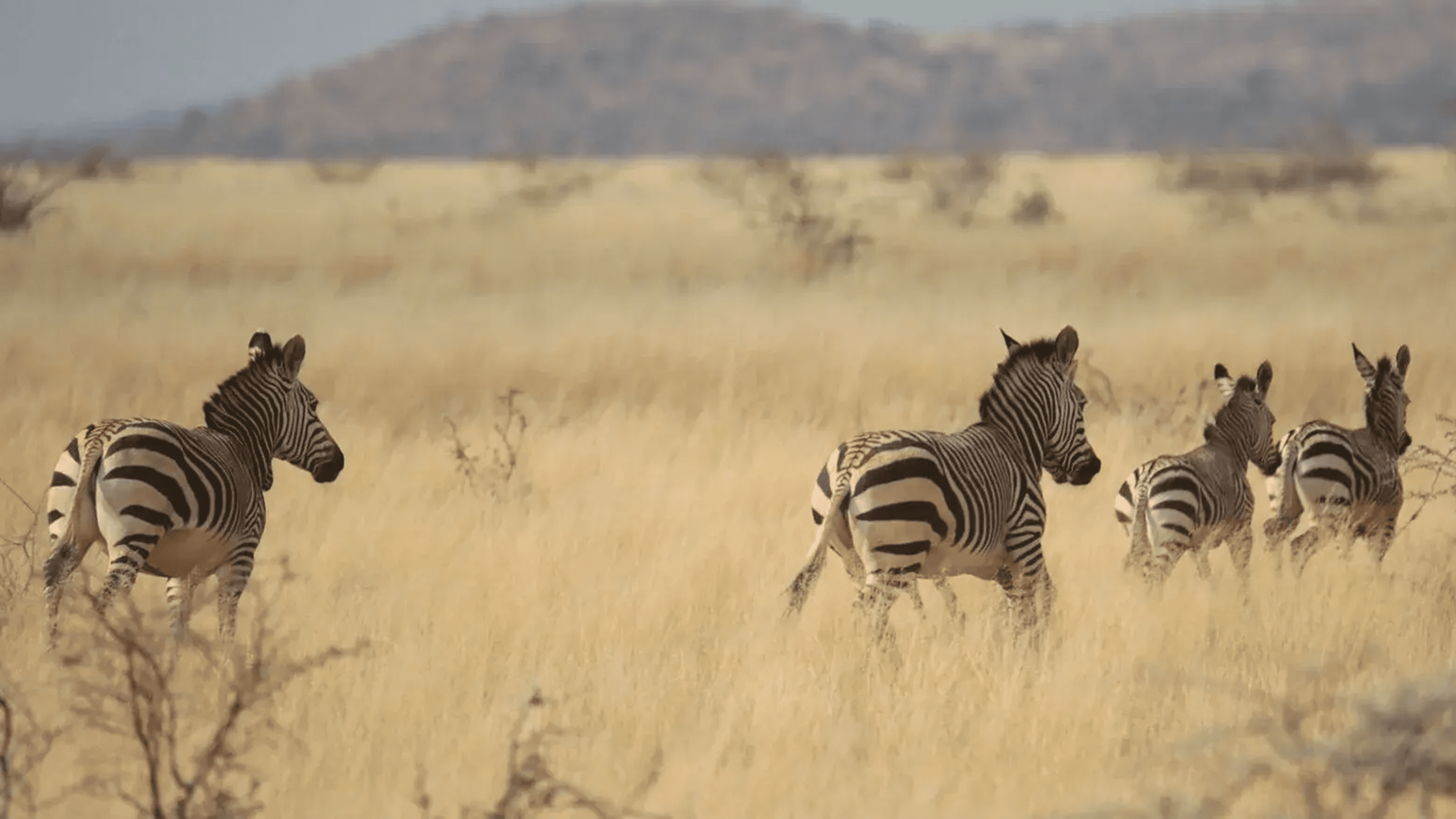 Safari Series Part 1 – Planning Your First Safari