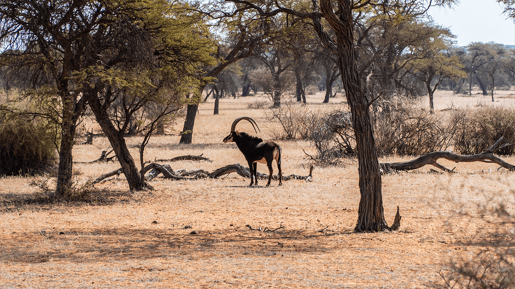 Safari Series Part 4 - The Safari Continues...