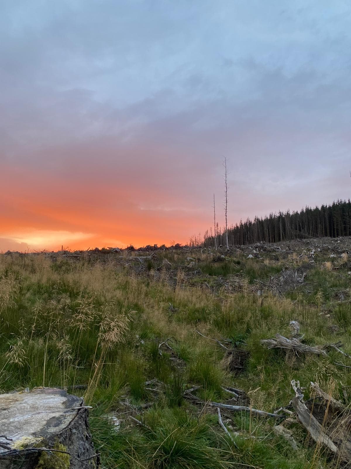 Stalking Sika Deer in Scotland: A Hunt, a Challenge, and a Bond Like No Other