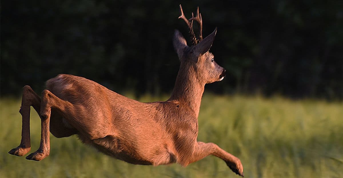 10 Superb Destinations for Roebuck Hunting